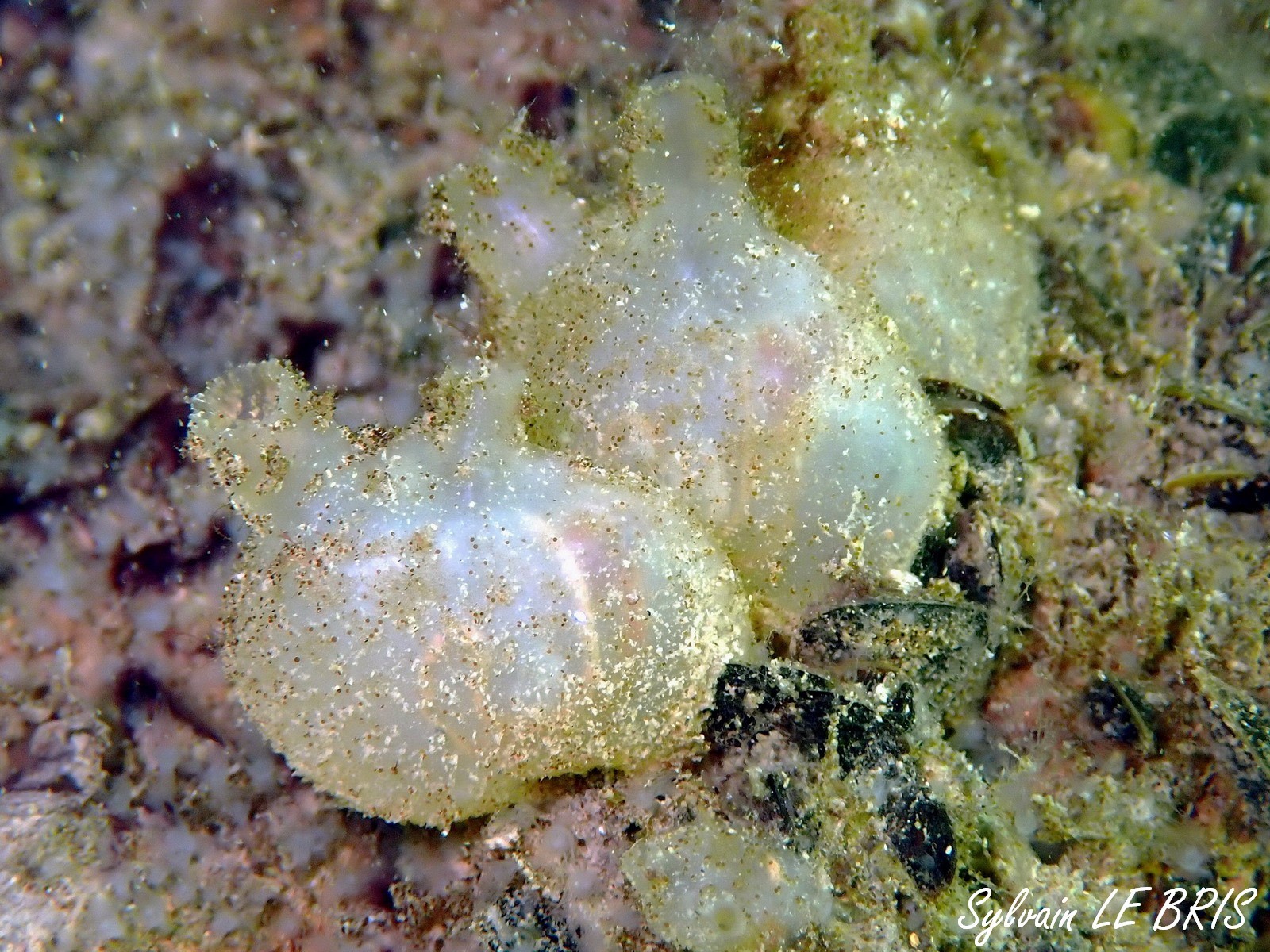 Molgula manhattensis (De Kay, 1843)