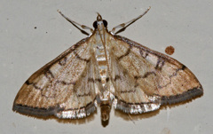 Mimorista trimaculalis