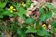 Viola lobata integrifolia