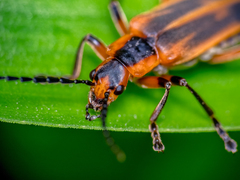Chauliognathus marginatus