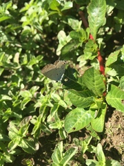 Cupido amyntula