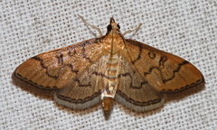 Mimorista trimaculalis