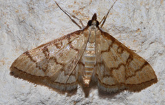 Mimorista trimaculalis