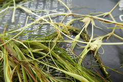 Ruppia drepanensis
