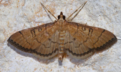 Mimorista trimaculalis