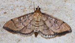 Mimorista trimaculalis