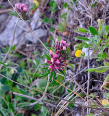 Anthyllis vulneraria rubriflora