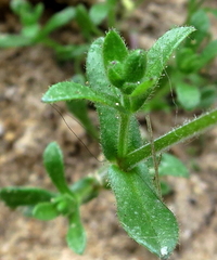 Arenaria hispanica