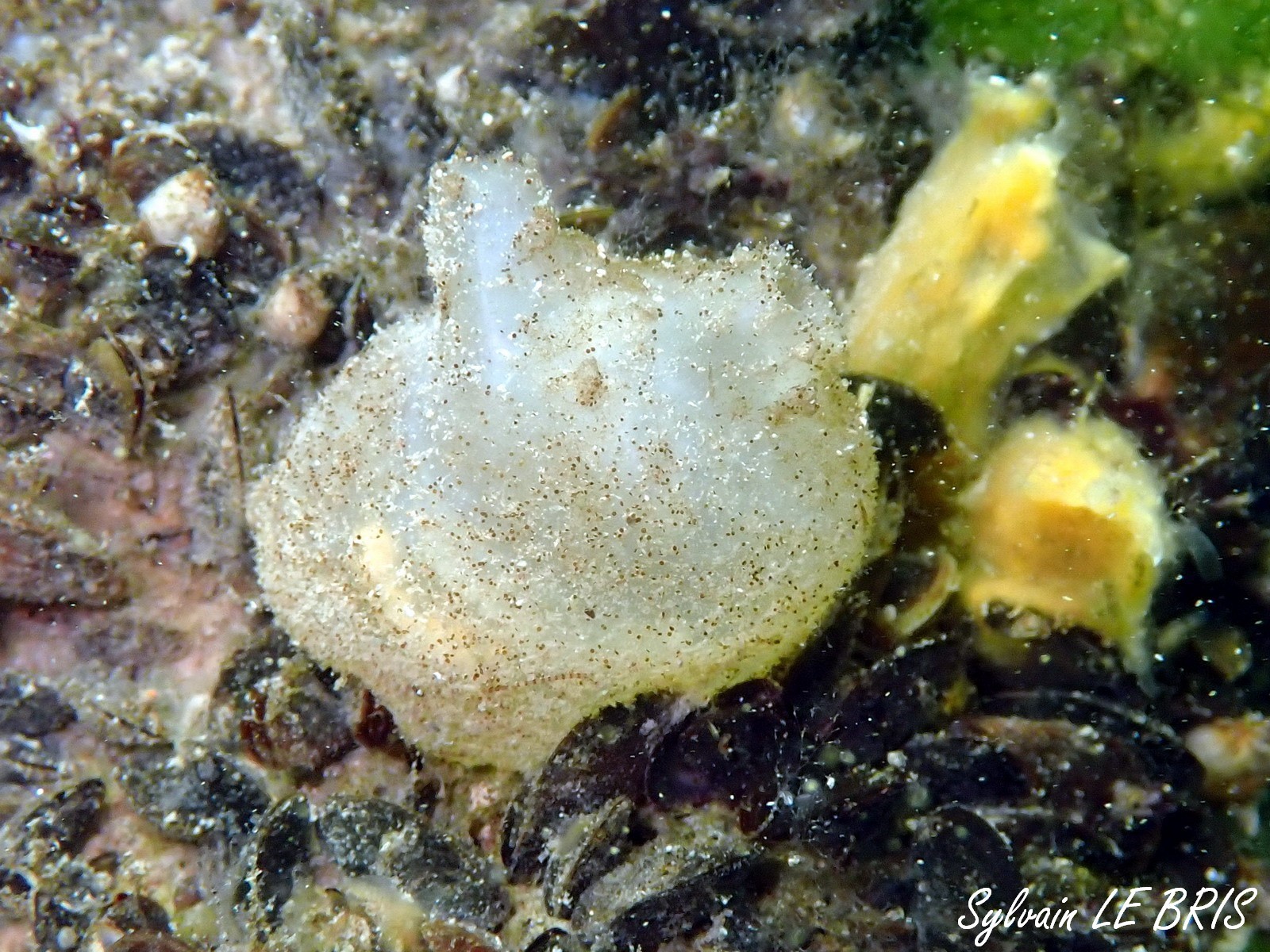 Molgula manhattensis (De Kay, 1843)
