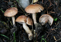 Rhodocybe nuciolens