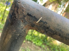 Oxidus gracilis