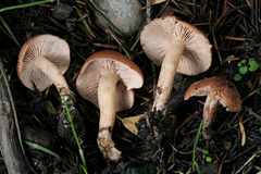 Rhodocybe nuciolens