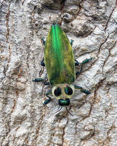 Ceiba Borer photo 6