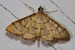 Mimorista trimaculalis