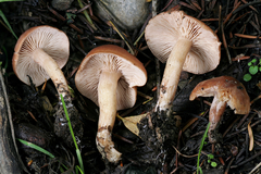 Rhodocybe nuciolens