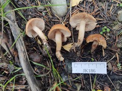 Rhodocybe nuciolens