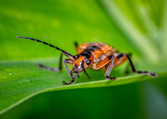 Chauliognathus marginatus