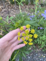 Zizia trifoliata