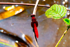 Erythemis mithroides