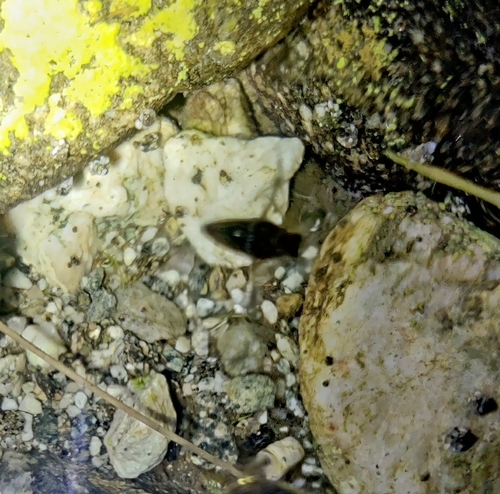 iNaturalist observation photo of Typical Backswimmers