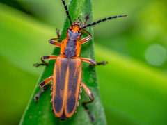 Chauliognathus marginatus