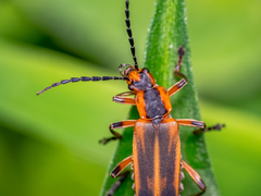 Chauliognathus marginatus