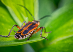 Chauliognathus marginatus