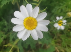 Anthemis arvensis