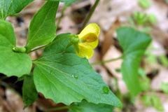 Viola lobata integrifolia