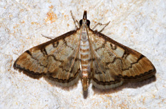 Mimorista trimaculalis