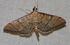 Mimorista trimaculalis