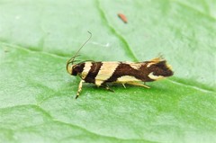Macrobathra desmotoma