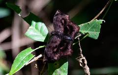 Achlyodes