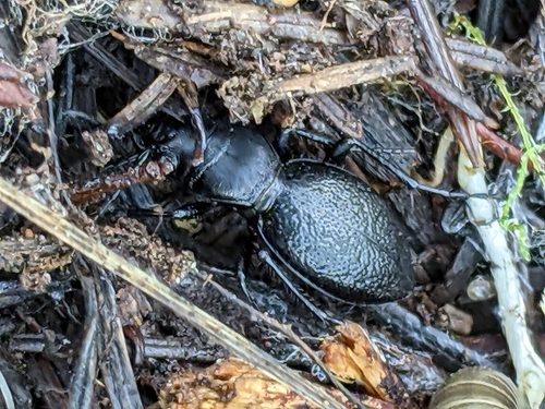 Audouin's Night-stalking Tiger Beetle photo 2
