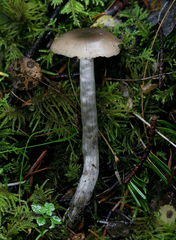 Lyophyllum aemiliae