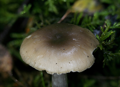 Lyophyllum aemiliae