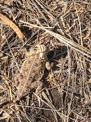 Phrynosoma cornutum