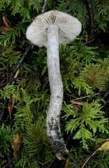 Lyophyllum aemiliae