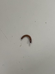 Alphitobius diaperinus