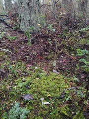 Lyophyllum aemiliae