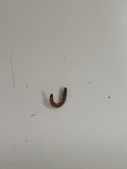 Alphitobius diaperinus