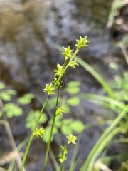 Carex atlantica
