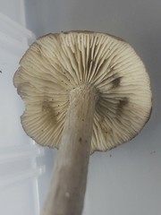 Lyophyllum aemiliae