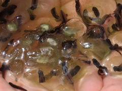 Oophila amblystomatis