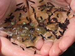 Oophila amblystomatis