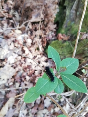 Euphydryas aurinia beckeri