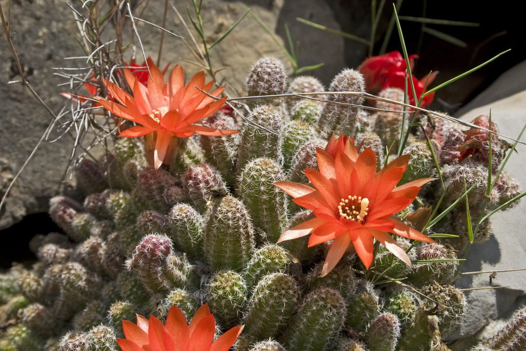 Echinopsis chamaecereus — an easy houseplant, prefers full sun light