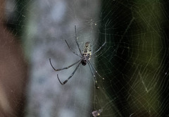 Trichonephila clavipes