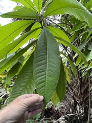 Alstonia macrophylla