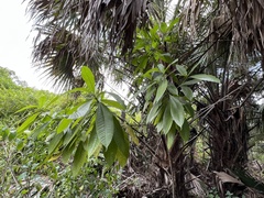 Alstonia macrophylla